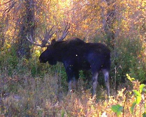 Help Halt Drilling on Crucial Moose Habitat - The National Wildlife Federation Blog