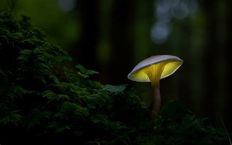 1200x350 Macro Mushroom 1200x350 Resolution Wallpaper, HD Nature 4K Wallpapers, Images, Photos ...