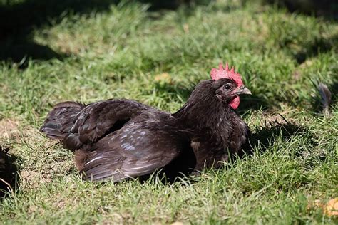 La Flèche • Insteading Chicken Breeds Guide