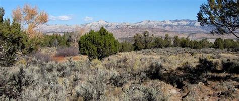 Elk Habitat Protected in Colorado’s Grand Mesa Country - Newsarc