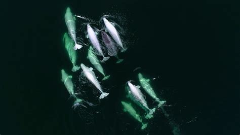 Newsela | A young narwhal is adopted by a group of belugas