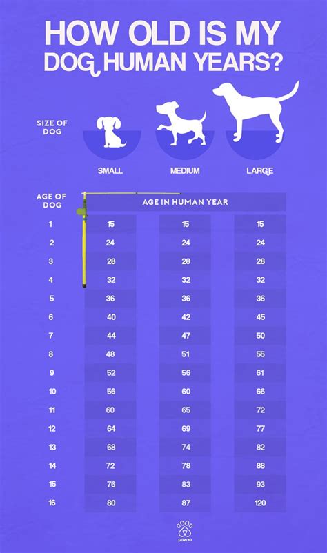 Dog Age Calculator | Consejos para el cuidado de perro, Edad perros ...