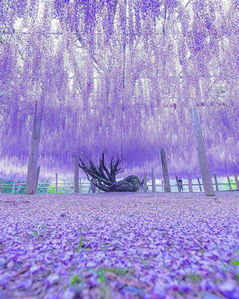 Wisteria Tunnel Kawachi Fuji Gardens In Kitakyushu Japan#fuji #gardens #japan #kawachi #kitaky ...