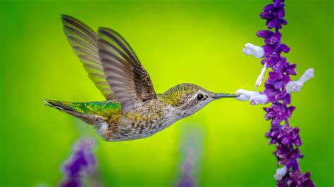 4K Hummingbird Wallpapers - Top Free 4K Hummingbird Backgrounds - WallpaperAccess