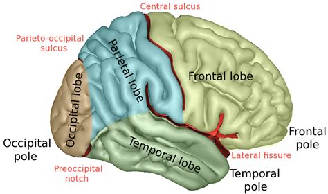 Frontal lobe - Simple English Wikipedia, the free encyclopedia