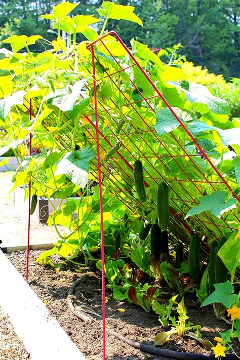 12 BEST Trellis For Cucumber In Raised Beds – Slick Garden