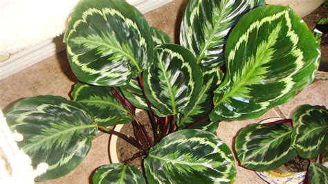 Calathea Roseopicta Care images