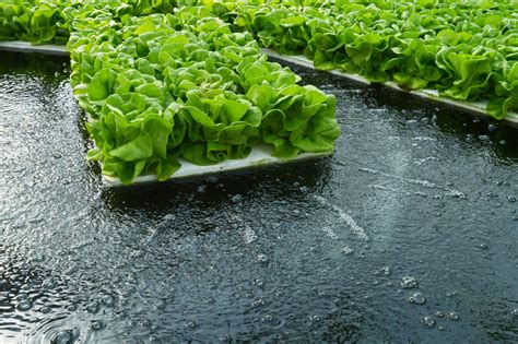 Hydroponics: Meaning, Advantages and Disadvantages » Jitefarms