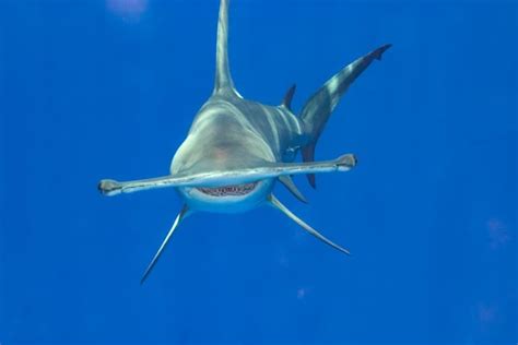 10 Great Hammerhead Shark Facts - Fact Animal