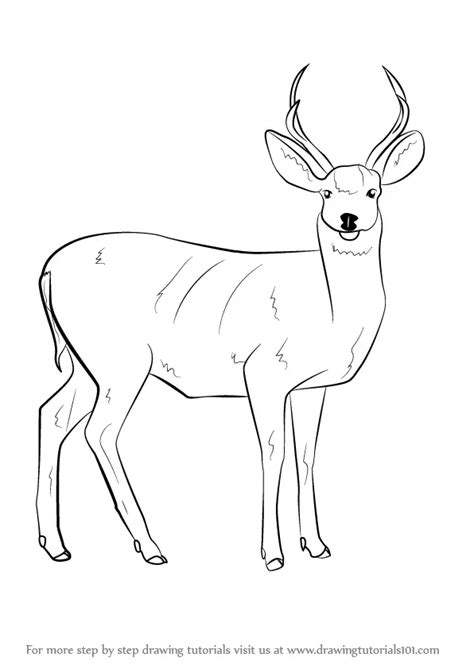 Learn How to Draw a Mule Deer (Wild Animals) Step by Step : Drawing ...