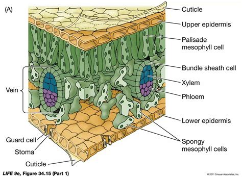 Dicot leaf | Biology plants, Plant physiology, Plant science