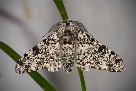 Biston betularia — Бабочки Нижегородской области