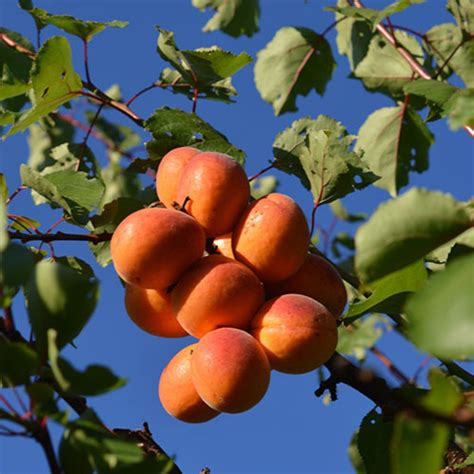 Apricot Trees - Rayners Orchard