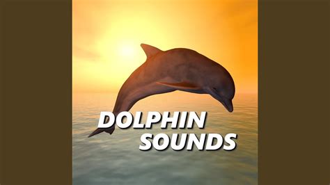 Dolphin Sounds - YouTube