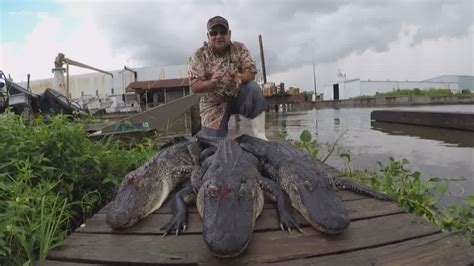 Fish & Game: It's alligator season! | wwltv.com