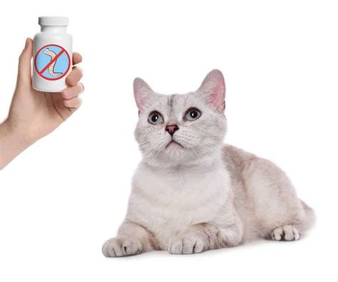 Pyrantel Pamoate Dosage Chart for Cats: Risks, Side Effects, Dosage, and More - A-Z Animals