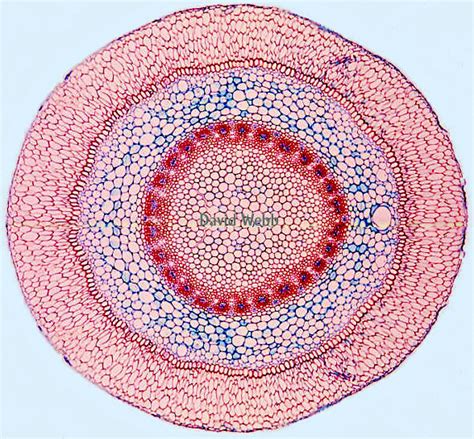 LON-CAPA Botanik online: Gewebe - Velanum radicum