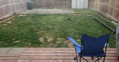 Calgary homeowners frustrated with ‘overwhelming’ gopher invasion: ‘It’s an infestation ...