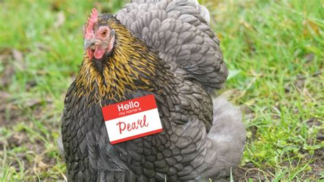 20 Cutest Pet Chicken Names