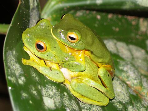 Amplexus - Wikipedia