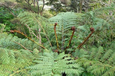 Punga fern | Plants, Garden, Landscape