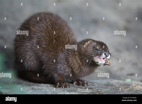 European mink. Mustela lutreola Stock Photo - Alamy