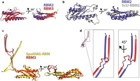 Comparisons of individual RBM domains a, Overlay of RBM2 and RBM3... | Download Scientific Diagram