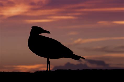 Silhouette of the seagull and sunset free image download