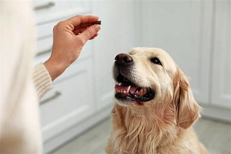 5 steps for positive reinforcement training for your pet | The Star