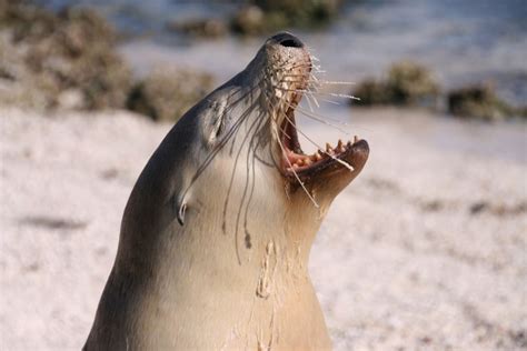 #ThreatenedSpecies of the Week: Australian Sea Lion - NACC - Northern Agricultural Catchments ...