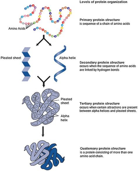 Describe the levels of protein structure – Search – Bovenmen Shop