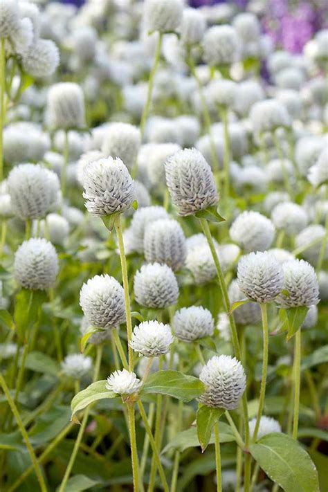 How to Grow Globe Amaranth for the Cut Flower Garden | Gardener’s Path