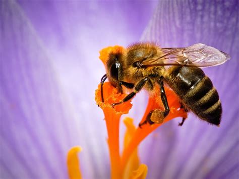 Wallpaper Bee macro photography, insect, purple flower 3840x2160 UHD 4K Picture, Image