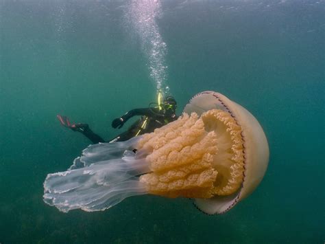 ‘An incredible moment’: Giant jellyfish captured on camera swimming with diver off Cornwall ...