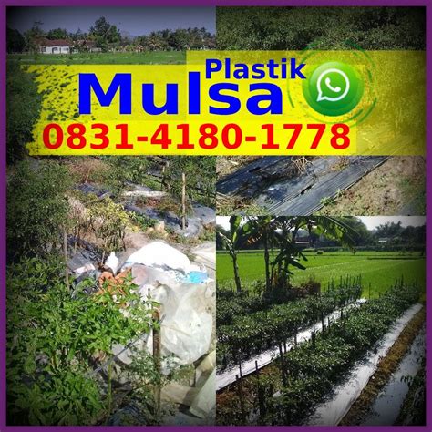 teknologi benih hibrida dan teknologi mulsa plastik hitam pe – ౦8ᣮ1·Ꮞ18౦·1ᜪᜪ8 [wa] Jual Mulsa ...