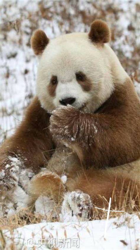 A brown and white panda! | Panda, Brown panda, Baby panda bears