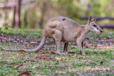 Northern Territory Wildlife - HawkeBackpacking.com