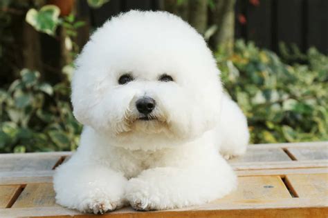 Bichon Frise Colors: Is White Really the Only Option?