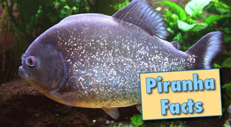 Piranha Facts & Information, With Pictures & Video.