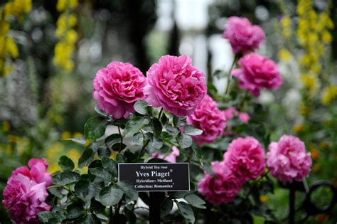 The Yves Piaget Rose bush that was planted in the Peggy Rockefeller Rose Garden at The New York ...