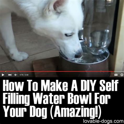 Lovable Dogs How To Make A DIY Self Filling Water Bowl For Your Dog ...