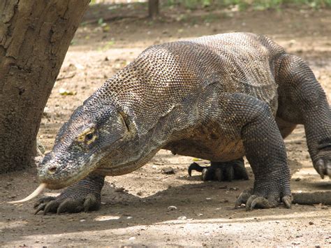 The komodo dragon | Komodo dragon, Komodo, Rare animals