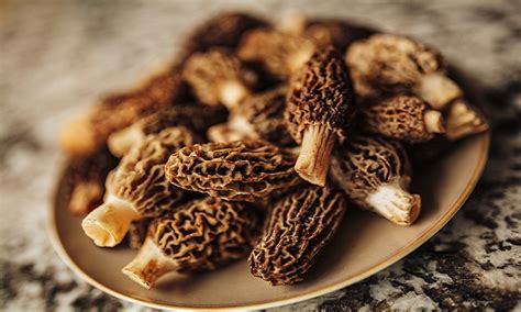 Tips & Tricks for Morel Mushroom Hunting | Sportsman's Guide