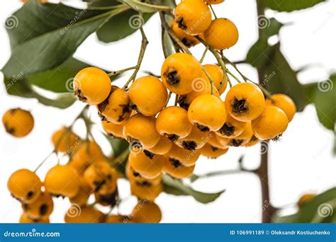 Yellow Berries of Shrubby Pyracanthus, Lat. Pyracantha, Isolated Stock Image - Image of group ...