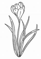 Coloring Pages  Crocus Flower Page For Kids sketch template