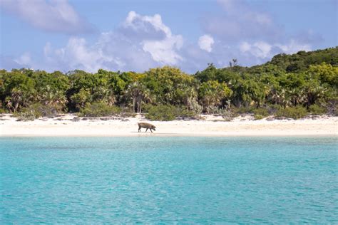 Big Major Cay Bahamas: How to Get to Pig Beach Bahamas