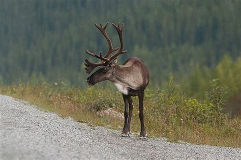 Reindeer - Animal Facts for Kids - Characteristics & Pictures