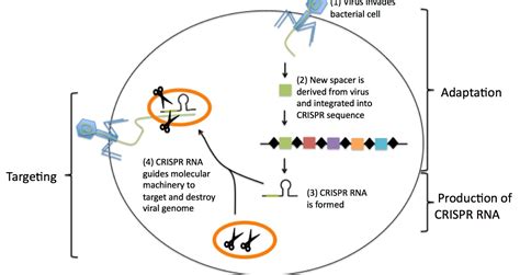 CRISPR: A game-changing genetic engineering technique - Science in the News