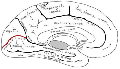 Calcarine sulcus - Wikiwand