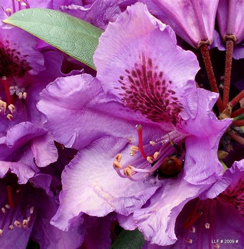 Pennsylvania State Flower mountain laurel pictures - | Mountain laurel, Pretty flowers, Flowers